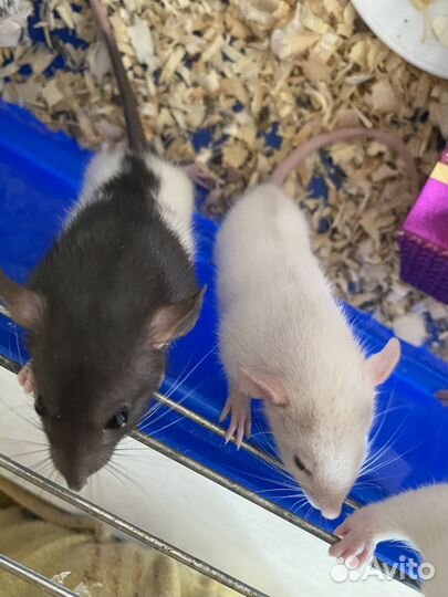Декоративная крыса