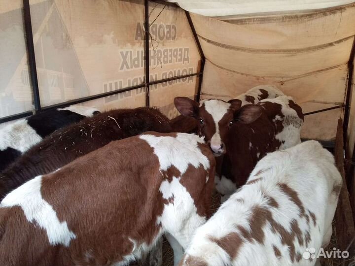 Телята бычки