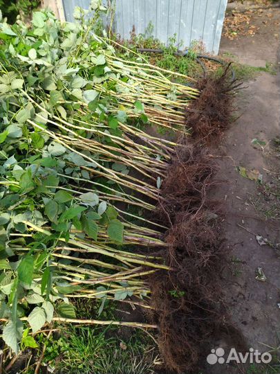 Саженцы Малины