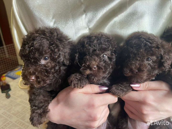 Той-пудель шоколад, ред браун, черная