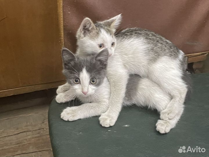 Котята отдам в добрые руки