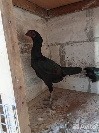 Куры бойцовые