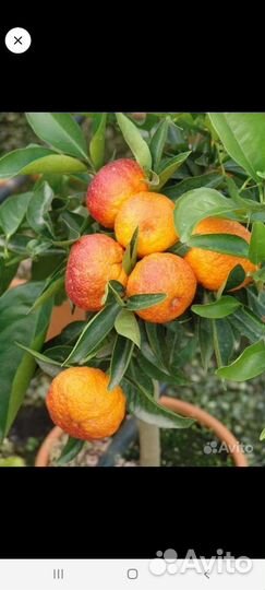 Цитрусы (саженцы)