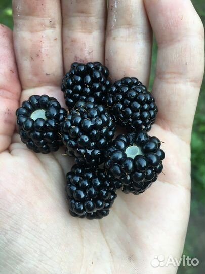 Саженцы ежевики Агавам