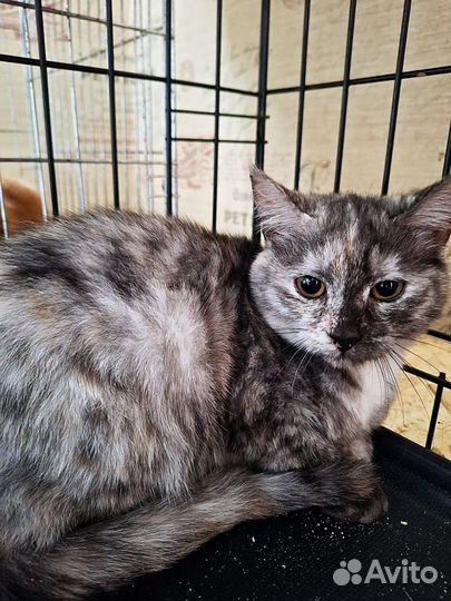 Девочка трёхцветка