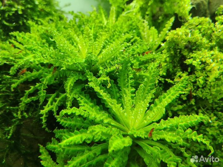 Погостемон хелфера