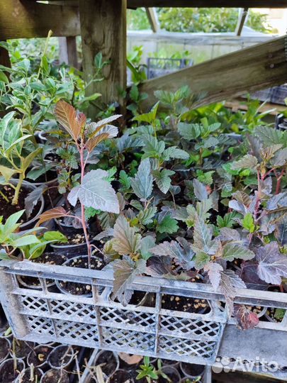 Пузыреплодник diablo