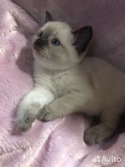 Котята в добрые руки приучены к лотку