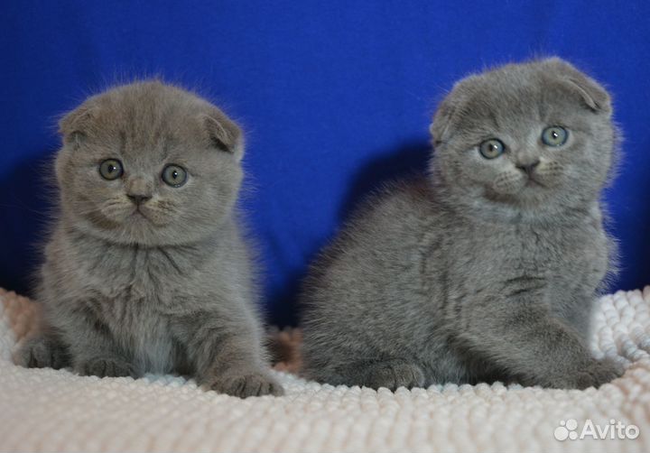 Вислоушки голубые