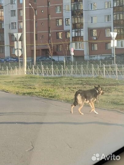 Собака на Дубравной