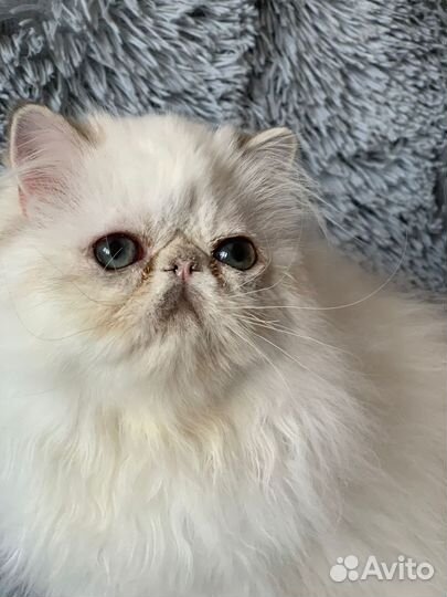 Персидские котята