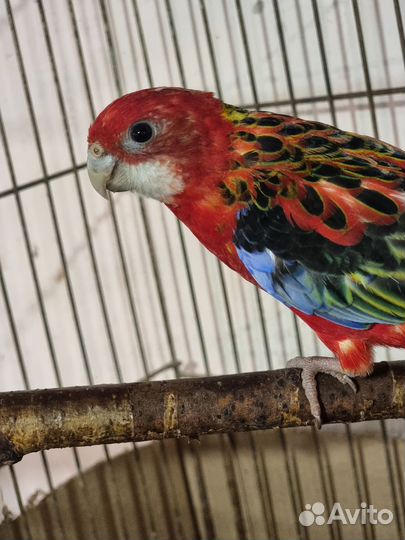 Попугай розелла