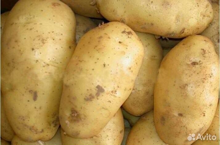 Отличный сортовой картофель на посадку и еду