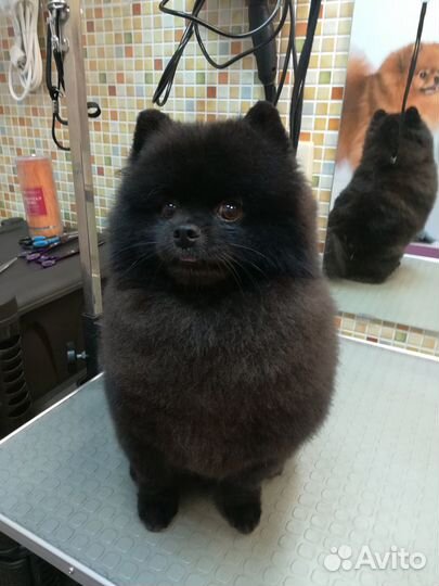 Стрижка собак / кошек - Грумер