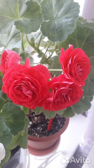 Пеларгония герань