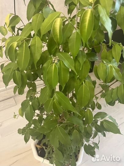 Фикус бенджамина