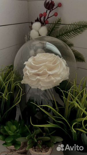 Живые розы в колбе премиум класса в наличии