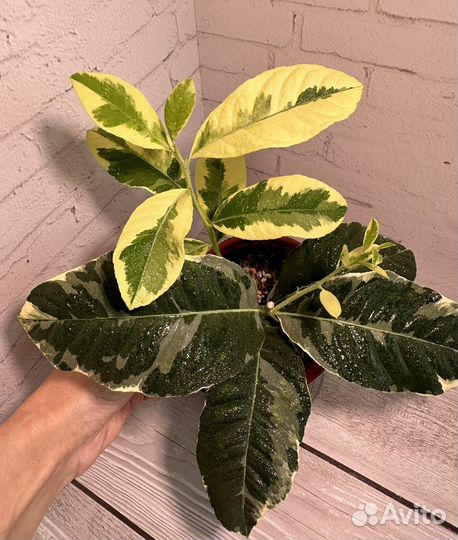 Лимон Эврика