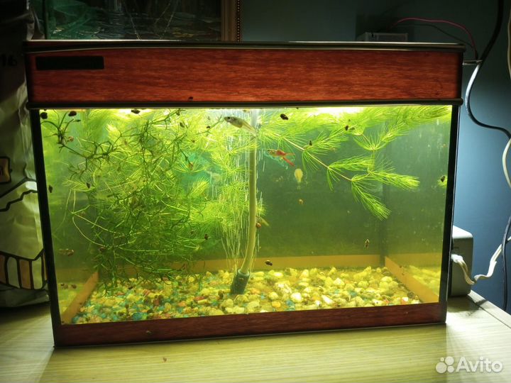 Продам аквариум с рыбками
