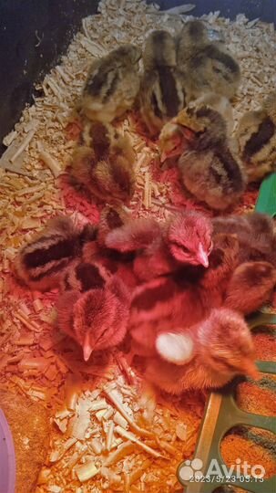 Цыплята суточные Билефельдер Адлерская Дворяне др