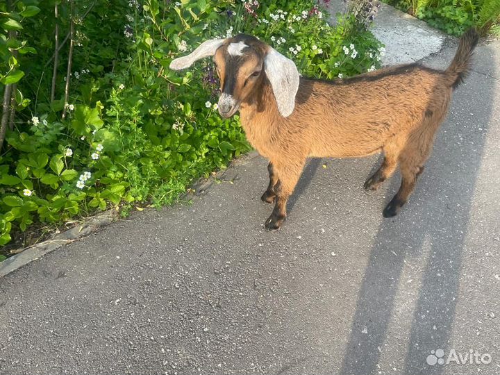 Молодой нубийский козлик