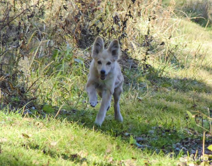Майя - стерилизованная собачка в дар