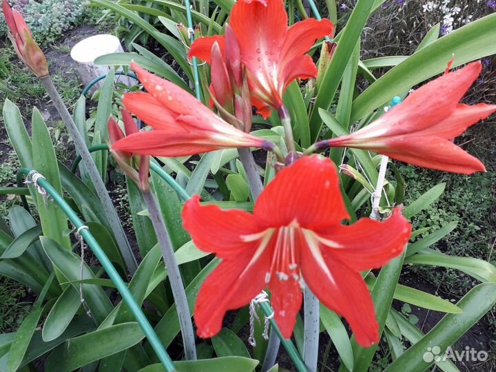 Гипеаструм