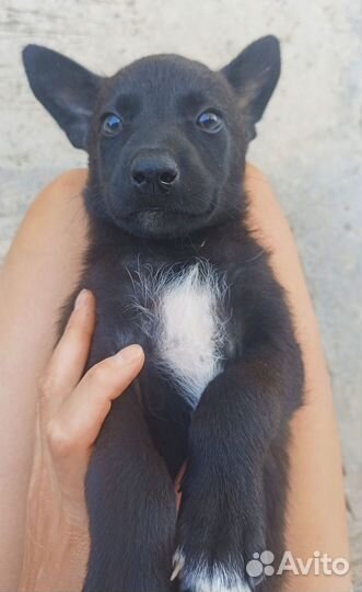 Щенок девочка 1,5 мес