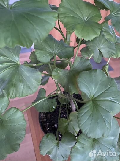 Пеларгония герань