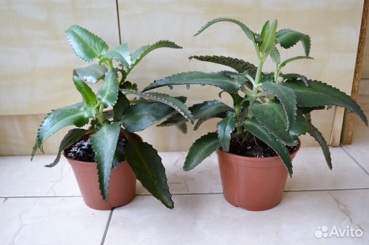 Каланхоэ лечебный