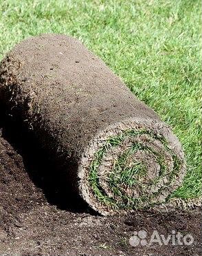 Земля под газон - просеянная (Всхожесть 100 )