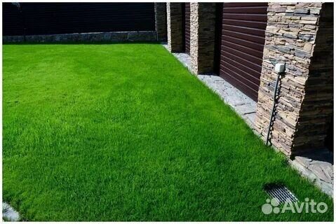 Семена газонные. Универсальные