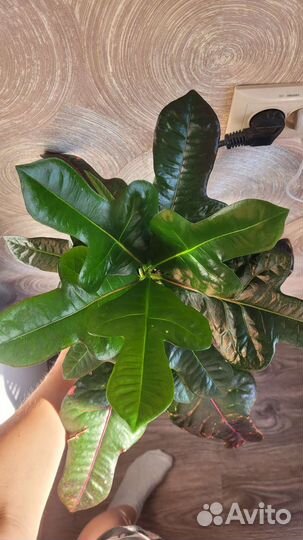 Кротон экселент