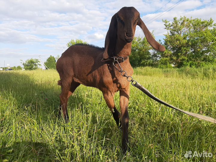 Нубийская козочка