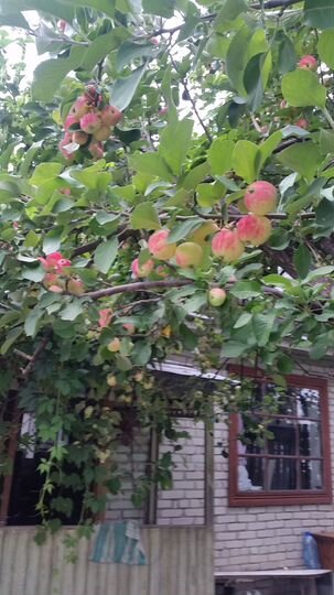 Дача 42 м² на участке 5 сот.