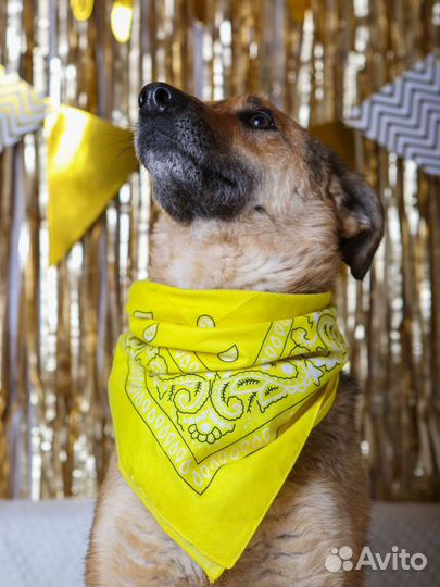 Предали собаку, ищем дом