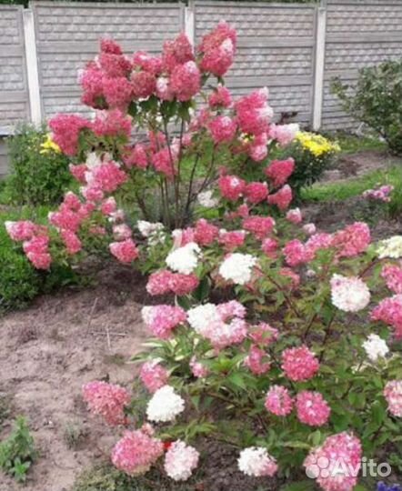 Гортензия метельчатая