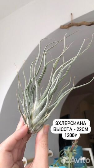 Тилландсия атмосферная растения без грунта