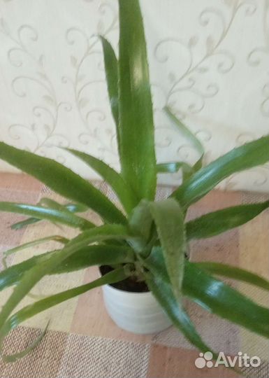 Бельбергия-слезы королевы