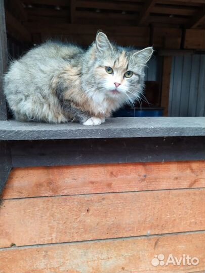 Отдам в добрые руки