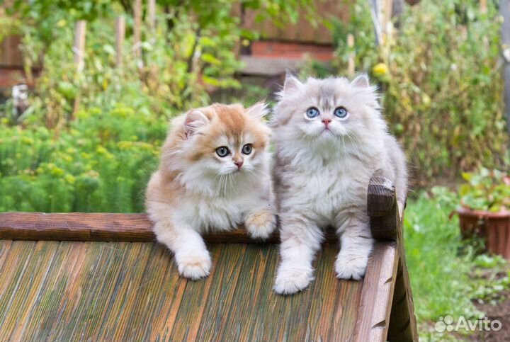 Чистое золото