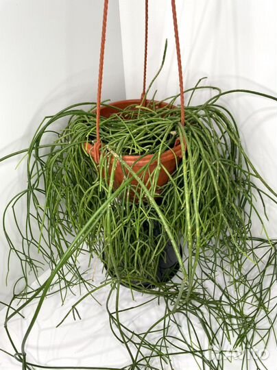 Рипсалис большой в подвесном кашпо