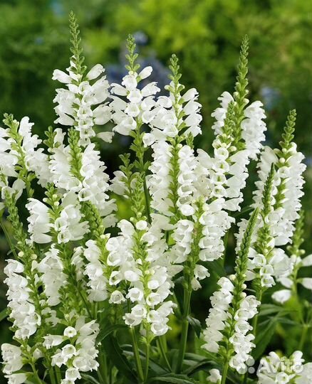 Очаровательная Физостегия