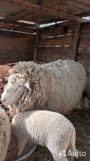 Бараны тексель