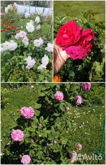 Цветы для сада