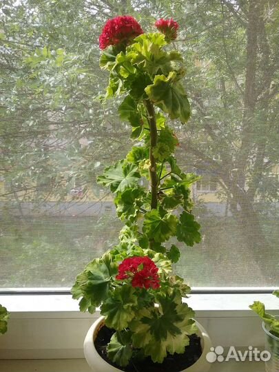 Пеларгония Andrea,s Rosebud