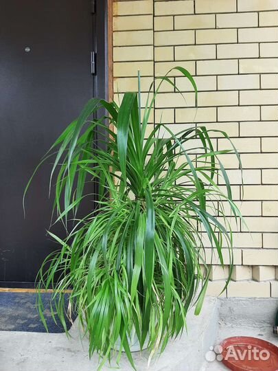 Пальма панданус