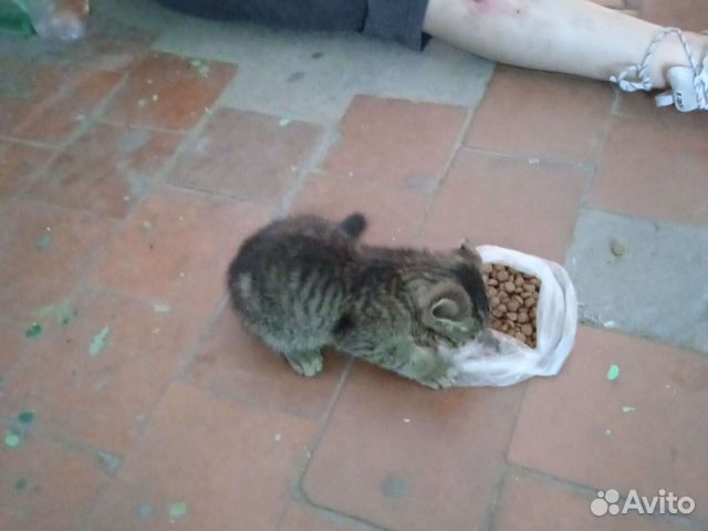 Котёнок вислоухий сиамский отдаю