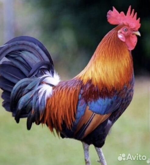 Куры,молодки,домашняя птица,несушки