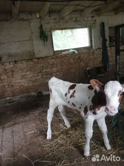 Телочка 3 недели